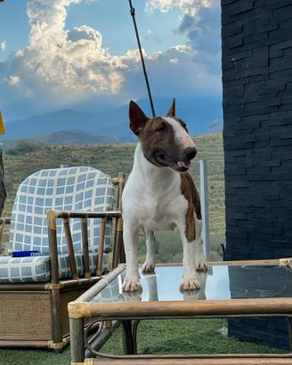 Bull terrier miniature