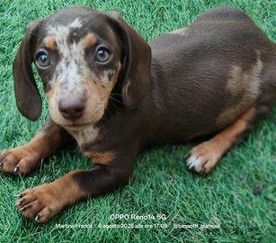 Cuccioli di bassotto