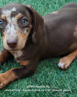 Cuccioli di bassotto