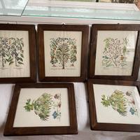 5 Quadretti JO Jacobus De Rubeis Fiori 48x40 Cm