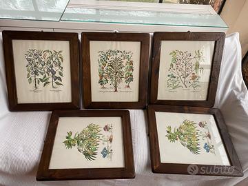 5 Quadretti JO Jacobus De Rubeis Fiori 48x40 Cm