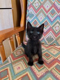 Gattino nero