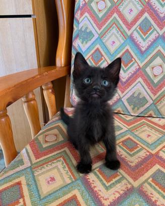 Gattino nero
