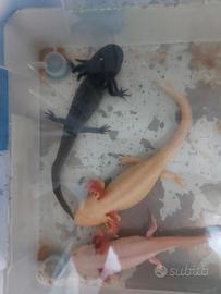 Axolotl