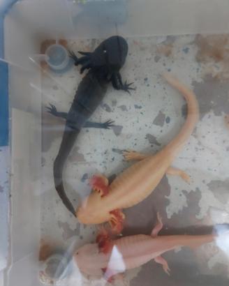 Axolotl