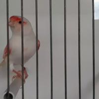 Canarina rosso mosaico