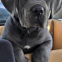 Cuccioli di cane corso