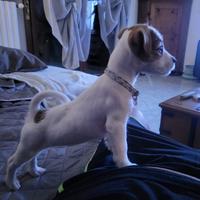 Cuccioli di jack Russell con pedigree