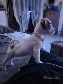 Cuccioli di jack Russell con pedigree