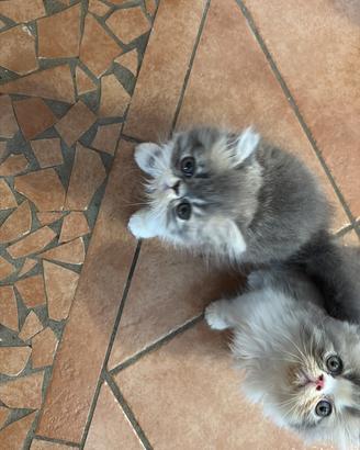 Dolcissimi cuccioli di gatto Persiano