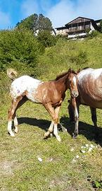 puledro appaloosa 