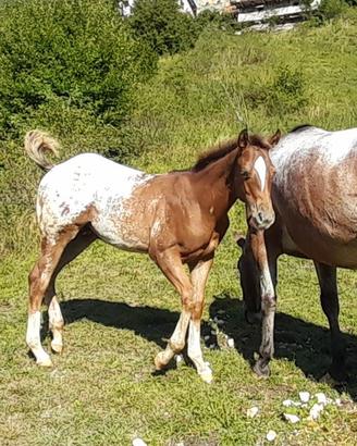 puledro appaloosa 