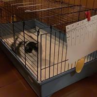 Gabbietta, conigliera