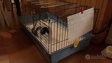 Gabbietta, conigliera