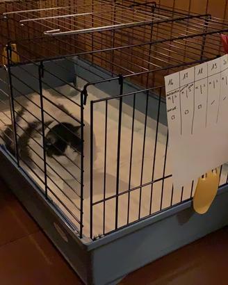 Gabbietta, conigliera