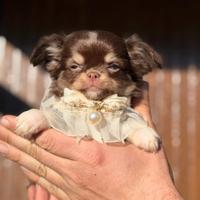 Cuccioli chihuahua ipertipici