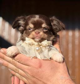 Cuccioli chihuahua ipertipici