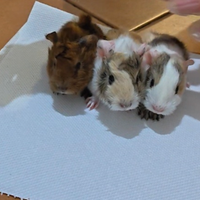 Cuccioli cavie pelo lungo