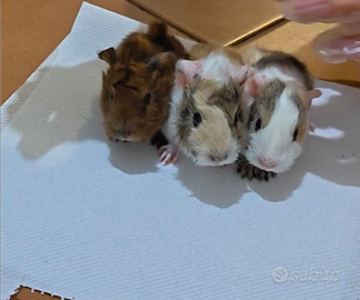 Cuccioli cavie pelo lungo