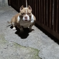 American bully