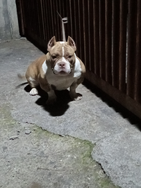 American bully