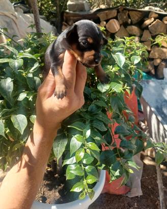 Disponibili cuccioli originali di pincher