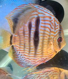 Discus Maschio