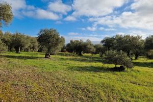 Terreno agricolo produttivo con circa 100 ulivi