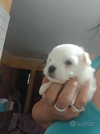 Maltesini toy