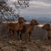 Segugio dell' Appennino