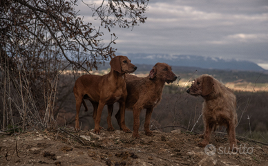 Segugio dell' Appennino
