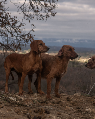 Segugio dell' Appennino