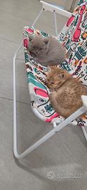Cucciolo british