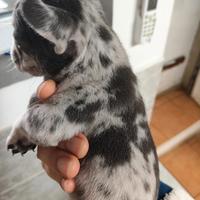 Bulldog francese