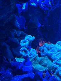 FRAG CORALLO ACQUARIO LPS, SPS e MOLLI