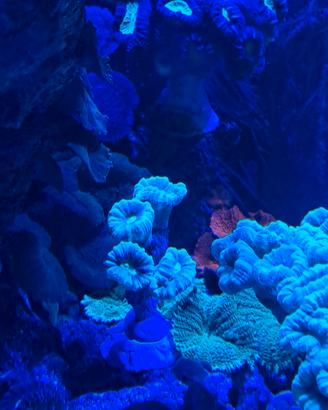 FRAG CORALLO ACQUARIO LPS, SPS e MOLLI