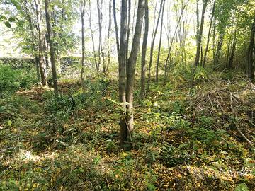 Ampio terreno agricolo con rudere