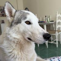 Victor, husky maschio ADOZIONE