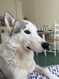 Victor, husky maschio ADOZIONE