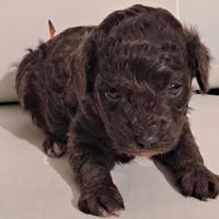 Barboncini toy maschietti