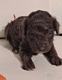 Barboncini toy maschietti