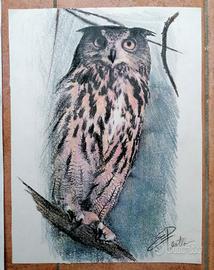 disegni gufo e barbagianni realizzati a mano 
