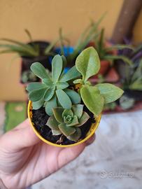 Tris di talee di piante grasse