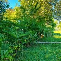 Wow si torna nell'orto