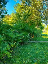 Wow si torna nell'orto