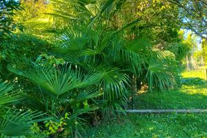 Wow si torna nell'orto