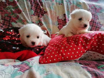 Coton de Tulear di due mesi