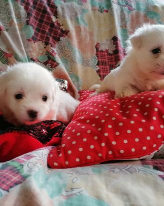 Coton de Tulear di due mesi