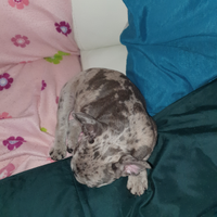 Bulldog francese merle