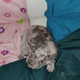 Bulldog francese merle